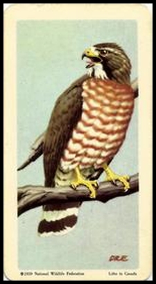 24 Broad winged Hawk